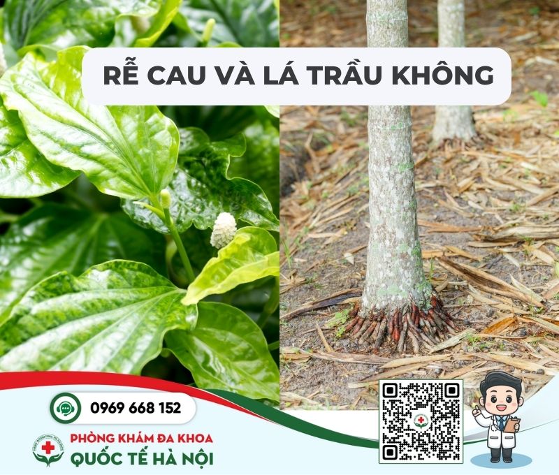 Chữa xuất tinh sớm bằng rễ cau, trầu không